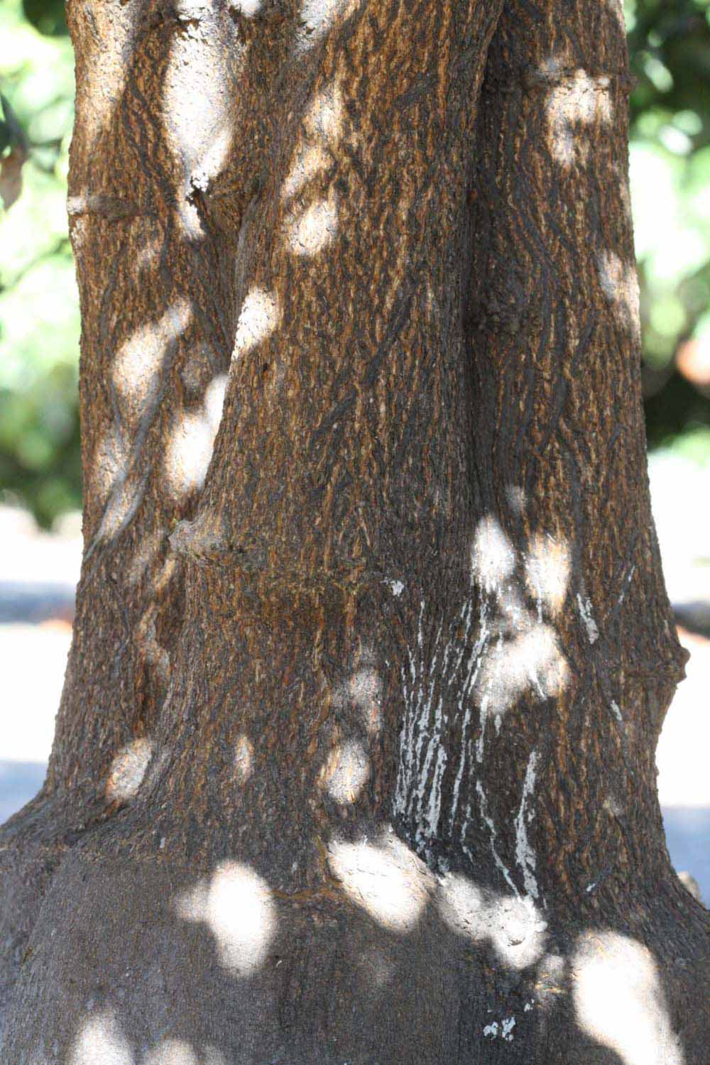            Bark (Riverside, CA)   